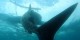 Philippines - 2012-01-16 - 131 - Whale Shark Beach